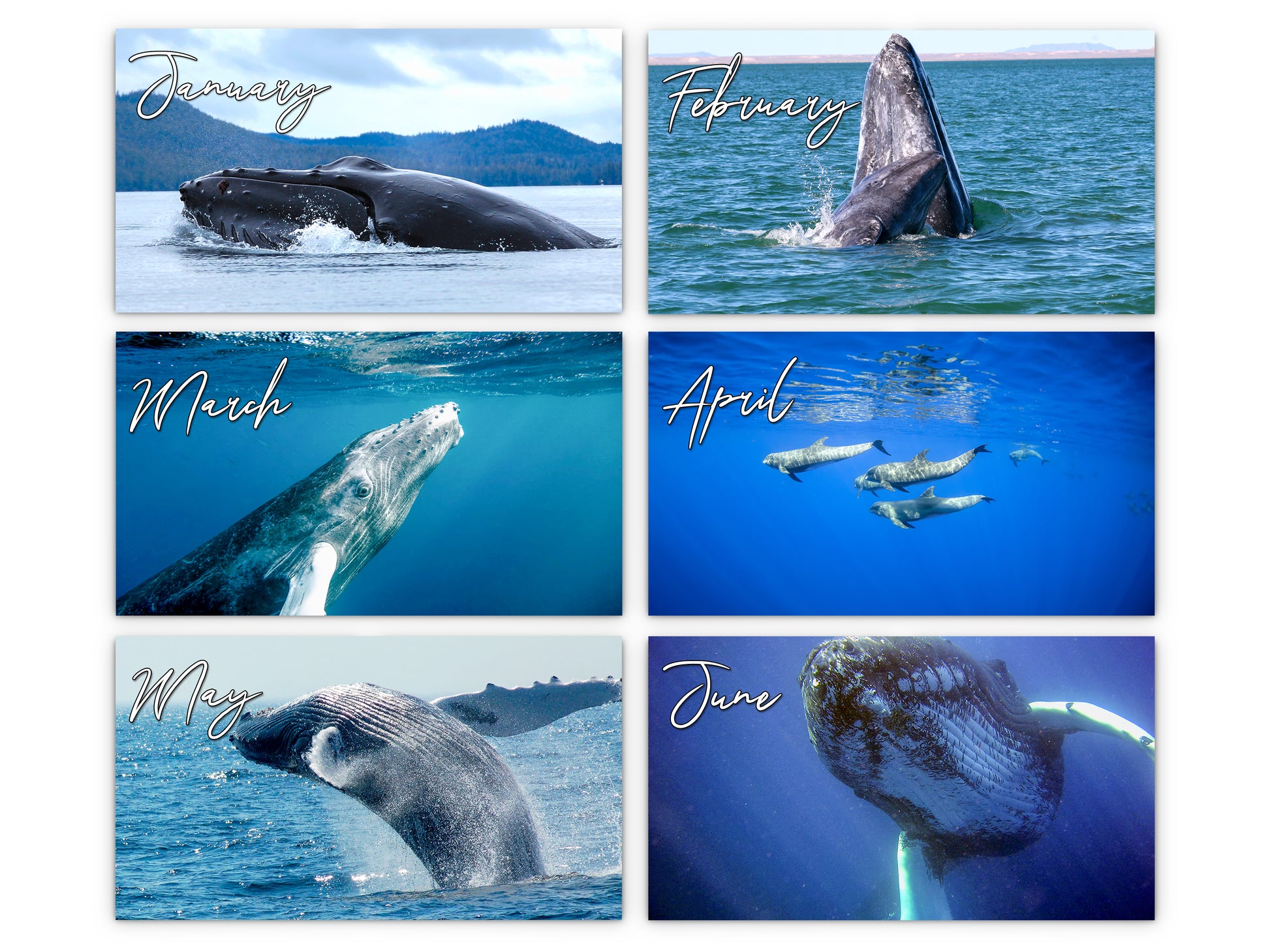 Whales Photography 2027 wall calendar monthly artwork preview January through June