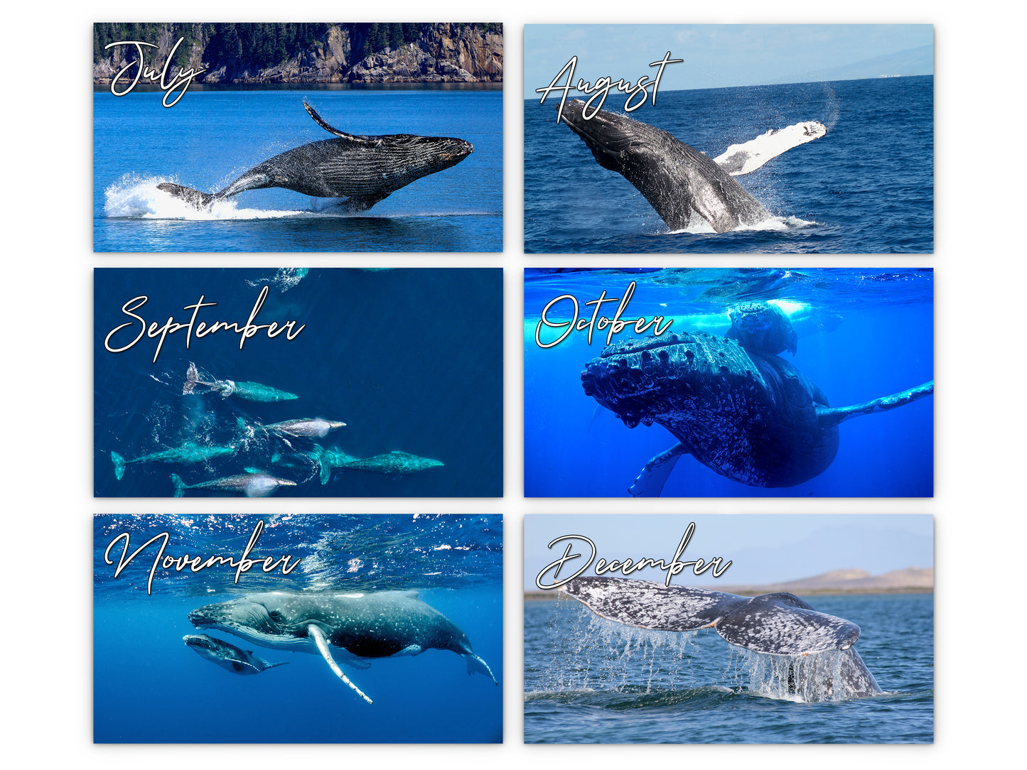 Whales Photography 2027 wall calendar monthly artwork preview July through December