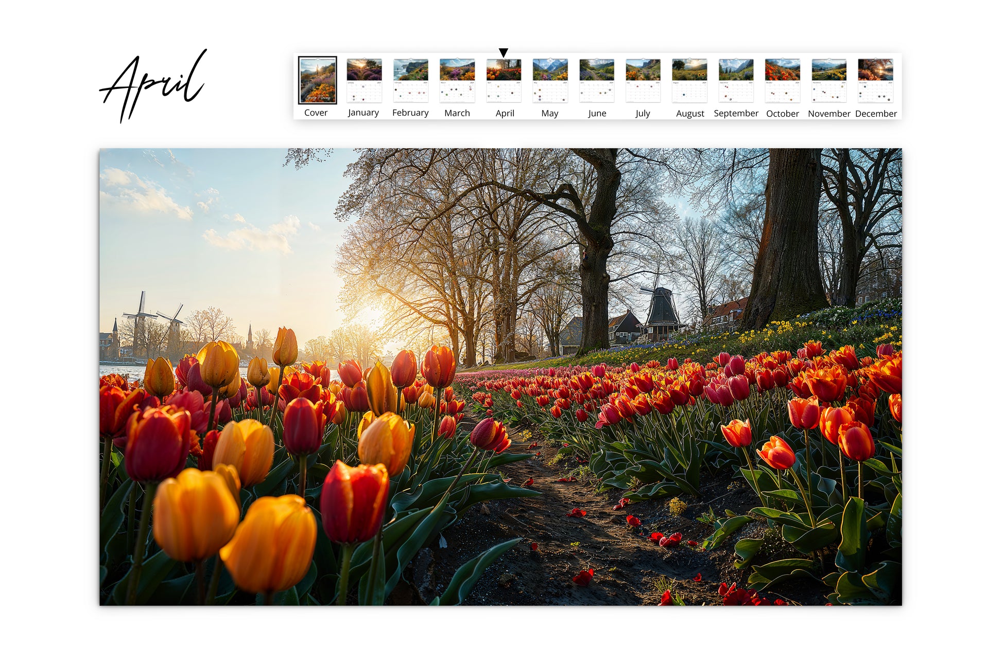 April calendar page featuring a colorful tulip field with a traditional windmill in the background, bathed in golden sunlight.