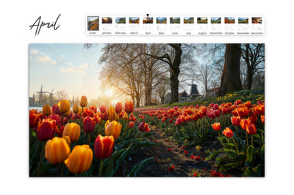 April calendar page featuring a colorful tulip field with a traditional windmill in the background, bathed in golden sunlight.